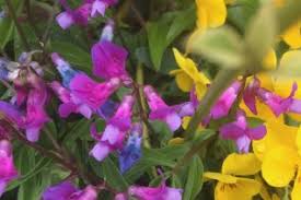 Attēlu rezultāti vaicājumam “Lathyrus vernus”