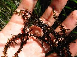 Attēlu rezultāti vaicājumam “Calliergon megalophyllum”