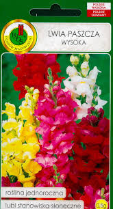 Image result for Antirrhinum majus maximum