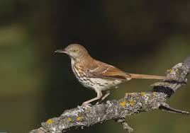 Image result for Toxostoma rufum