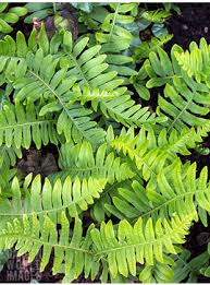 Attēlu rezultāti vaicājumam “Polypodium vulgare”