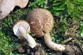 Attēlu rezultāti vaicājumam “Mucronella subtilis”