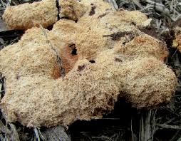 Attēlu rezultāti vaicājumam “Fuligo septica var. septica spores”