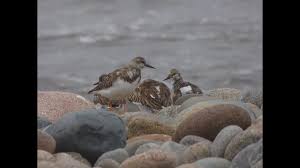 Attēlu rezultāti vaicājumam “Arenaria interpres adult”