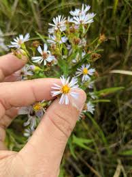 Image result for Aster lanceolatus