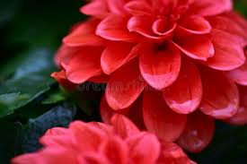 Image result for Dahlia x pinnata `Redskin`