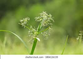 Attēlu rezultāti vaicājumam “Scirpus sylvaticus leaf”