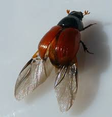 Attēlu rezultāti vaicājumam “Aphodius subterraneus”