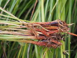Attēlu rezultāti vaicājumam “Carex cespitosa”