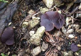 Attēlu rezultāti vaicājumam “Ombrophila violacea spores”