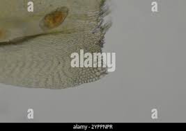 Attēlu rezultāti vaicājumam “Pylaisia polyantha”