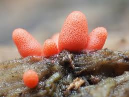 Attēlu rezultāti vaicājumam “Lycogala sp.”