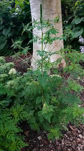 Attēlu rezultāti vaicājumam “Ambrosia artemisiifolia”