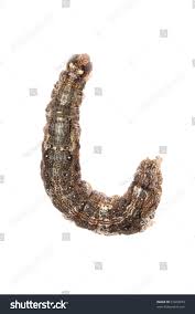 Attēlu rezultāti vaicājumam “Acronicta megacephala larva”