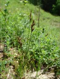 Attēlu rezultāti vaicājumam “Carex praecox”