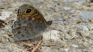 Attēlu rezultāti vaicājumam “Lasiommata megera underside”