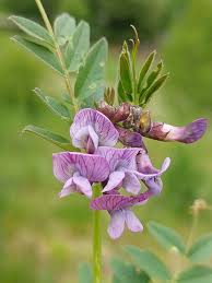 Attēlu rezultāti vaicājumam “Vicia sepium leaf”