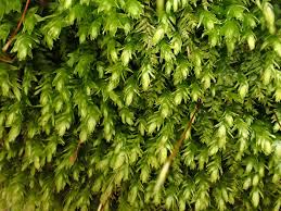 Attēlu rezultāti vaicājumam “Plagiothecium sp.”