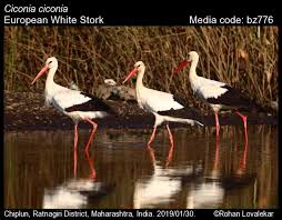 Attēlu rezultāti vaicājumam “Ciconia ciconia”