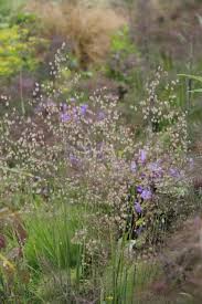 Attēlu rezultāti vaicājumam “Briza media flower”