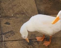 Image result for Aylesbury Ducks Sub Aqua Club