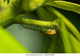 Attēlu rezultāti vaicājumam “Diaea dorsata”