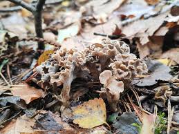 Attēlu rezultāti vaicājumam “Pseudocraterellus sinuosus”