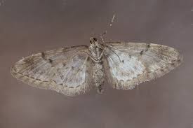 Attēlu rezultāti vaicājumam “Eupithecia lanceata”