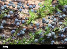 Attēlu rezultāti vaicājumam “Lamproderma nigrescens stalked”