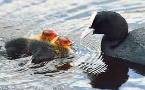 Attēlu rezultāti vaicājumam “Fulica atra adult”