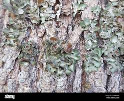 Attēlu rezultāti vaicājumam “Pleurosticta acetabulum”