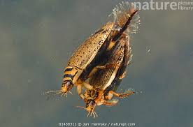 Attēlu rezultāti vaicājumam “Acilius sulcatus male”