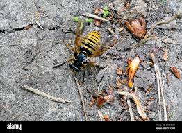 Attēlu rezultāti vaicājumam “Temnostoma vespiforme”