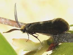 Attēlu rezultāti vaicājumam “Incurvariidae”