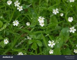 Attēlu rezultāti vaicājumam “Stellaria nemorum bud”