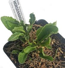 Attēlu rezultāti vaicājumam “Armoracia rusticana leaf”