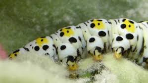 Attēlu rezultāti vaicājumam “Shargacucullia scrophulariae larva”