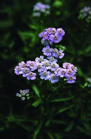 Image result for Achillea Ptarmica