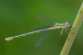 Attēlu rezultāti vaicājumam “Lestes virens”
