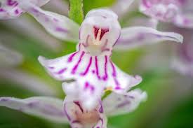 Attēlu rezultāti vaicājumam “Dactylorhiza maculata bud”