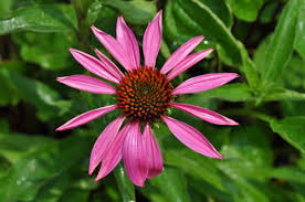 Image result for Echinacea Lustre hybrids