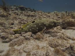 Image result for Epinephelus adscensionis