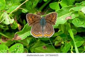 Attēlu rezultāti vaicājumam “Lycaena alciphron”