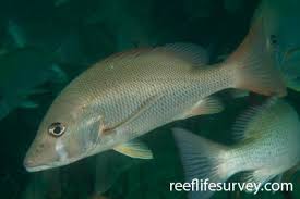 Image result for Lutjanus alexandrei