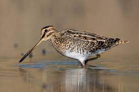 Attēlu rezultāti vaicājumam “Gallinago gallinago”