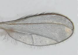 Attēlu rezultāti vaicājumam “Cecidomyiidae”