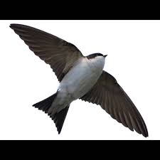 Attēlu rezultāti vaicājumam “Delichon urbicum”