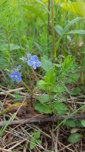 Attēlu rezultāti vaicājumam “Veronica chamaedrys flower”