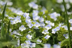 Attēlu rezultāti vaicājumam “Veronica filiformis flower”