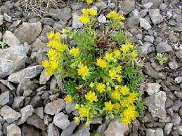 Attēlu rezultāti vaicājumam “Saxifragaceae”